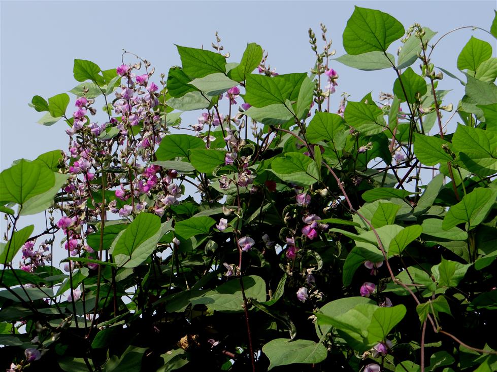 Lablab purpureus